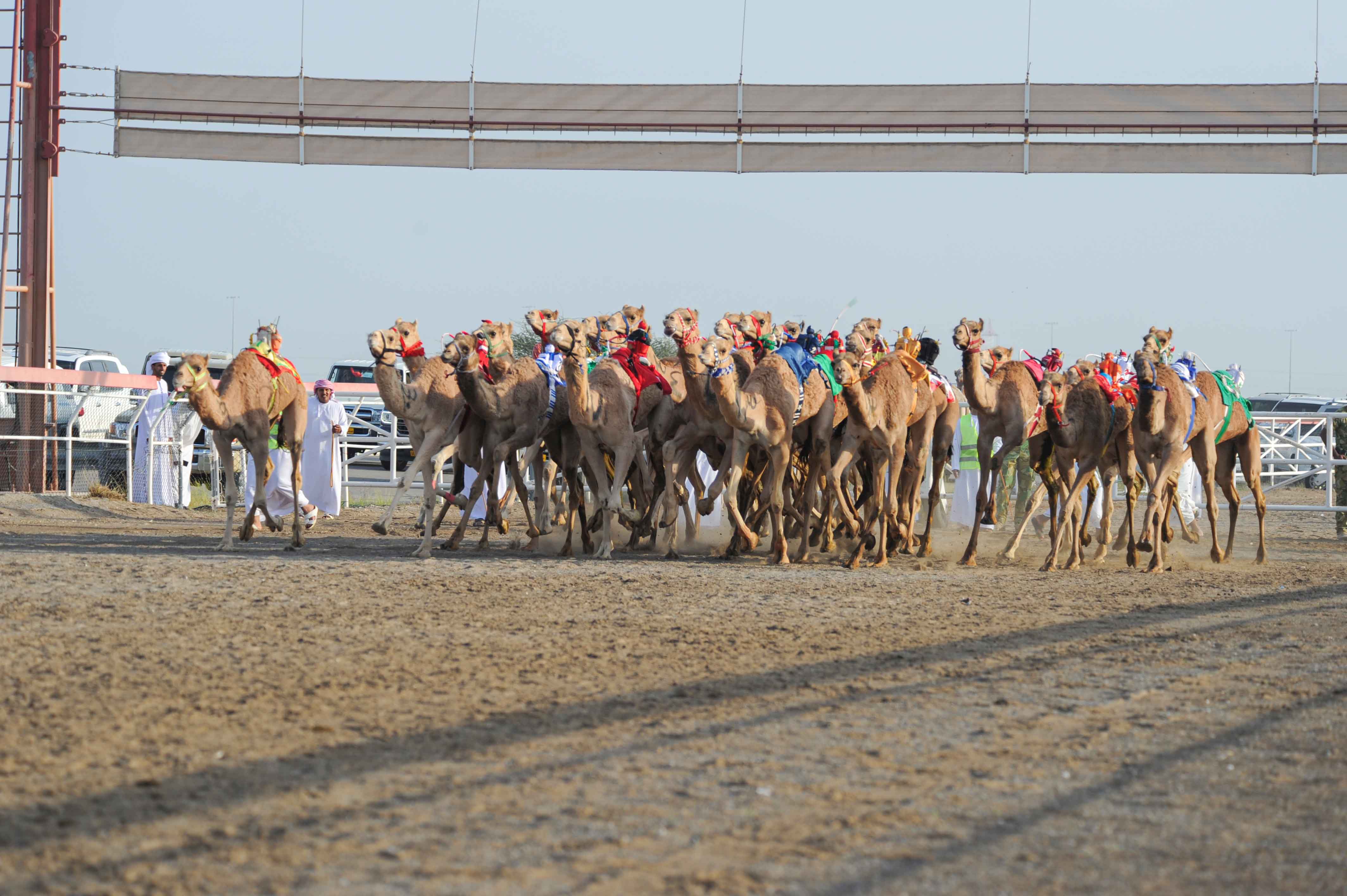 ولاية بركاء / سباق الهجن